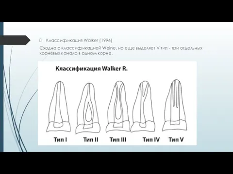 Классификация Walker (1996) Сходна с классификацией Weine, но еще выделяет