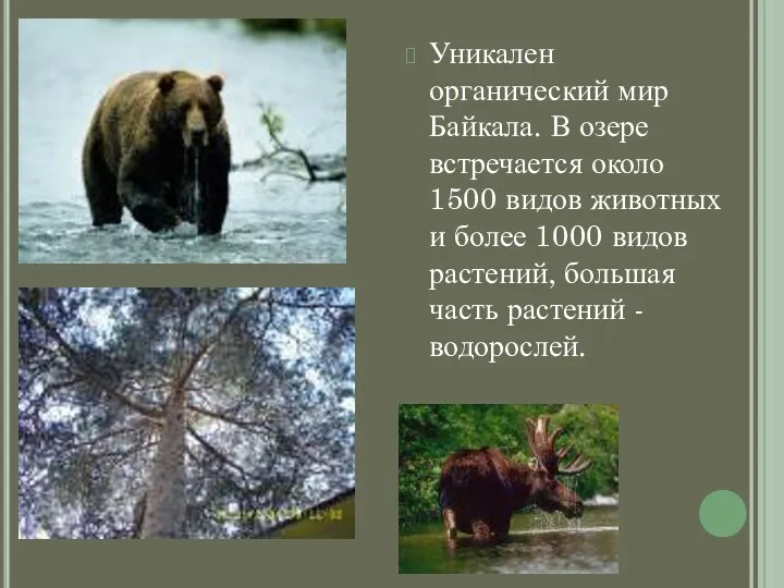 Уникален органический мир Байкала. В озере встречается около 1500 видов животных и более