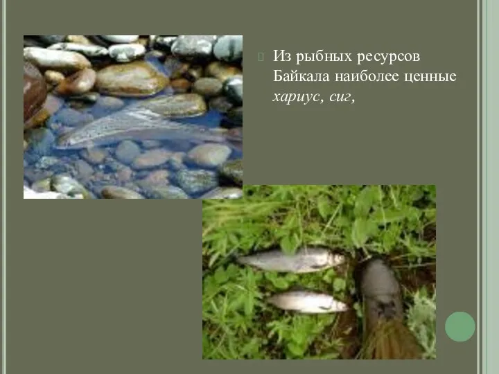 Из рыбных ресурсов Байкала наиболее ценные хариус, сиг,