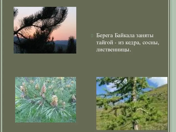 Берега Байкала заняты тайгой - из кедра, сосны, лиственницы.