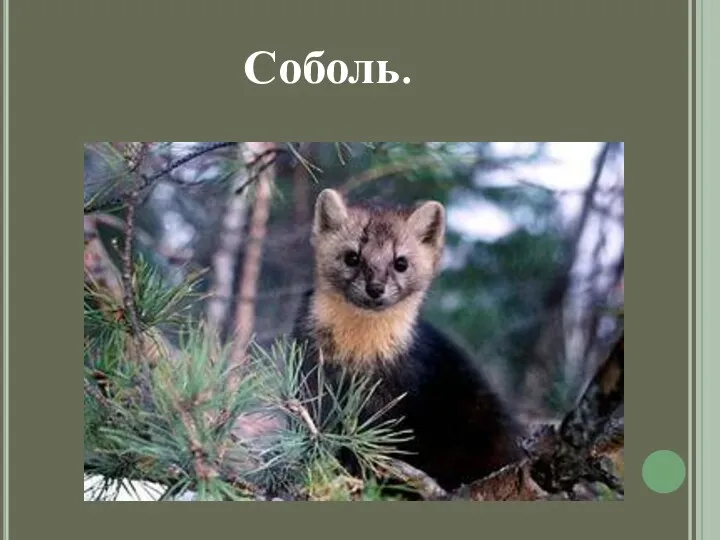 Соболь. Соболь.