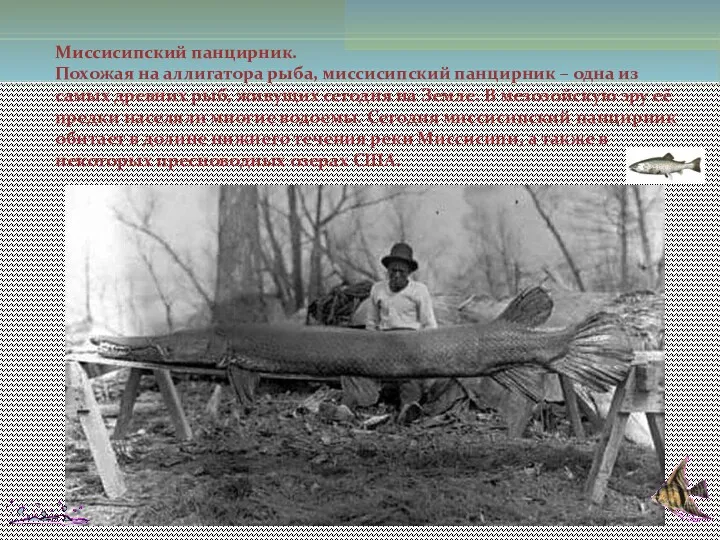 Миссисипский панцирник. Похожая на аллигатора рыба, миссисипский панцирник – одна