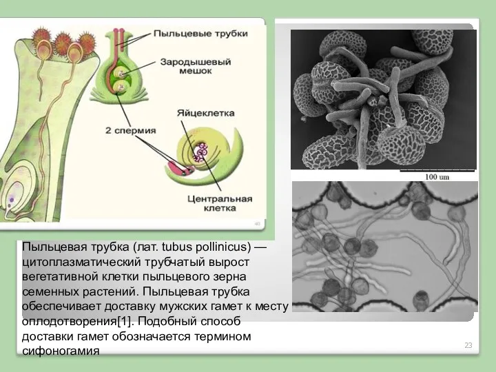 Пыльцевая трубка (лат. tubus pollinicus) — цитоплазматический трубчатый вырост вегетативной