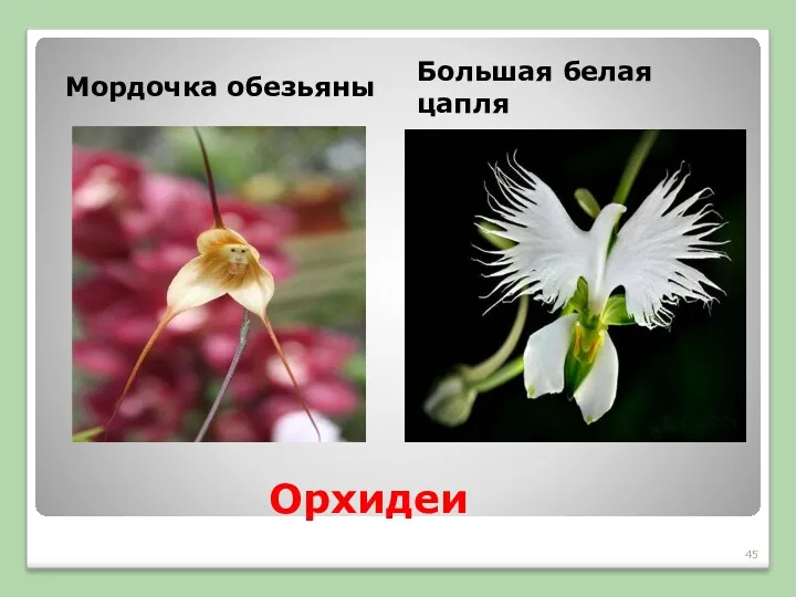 Орхидеи Мордочка обезьяны Большая белая цапля