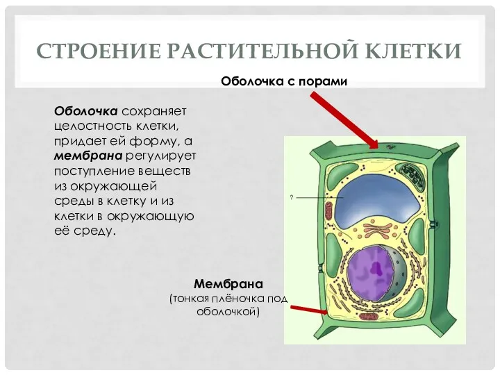 СТРОЕНИЕ РАСТИТЕЛЬНОЙ КЛЕТКИ Оболочка с порами Мембрана (тонкая плёночка под