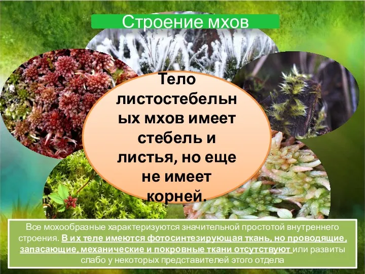 Строение мхов Тело листостебельных мхов имеет стебель и листья, но