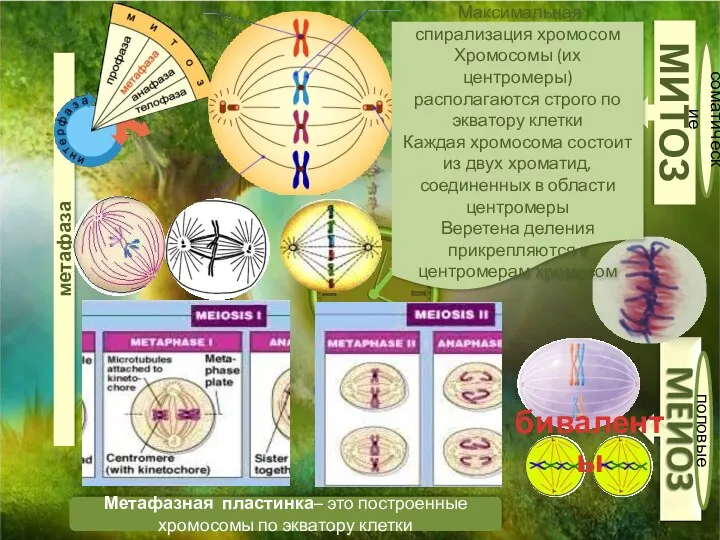 МИТОЗ соматические половые метафаза Метафазная пластинка– это построенные хромосомы по