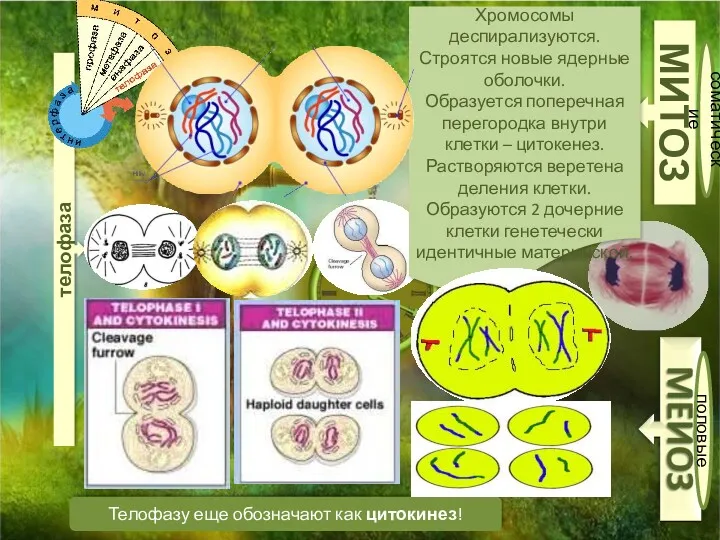 МИТОЗ соматические половые телофаза Телофазу еще обозначают как цитокинез! Хромосомы