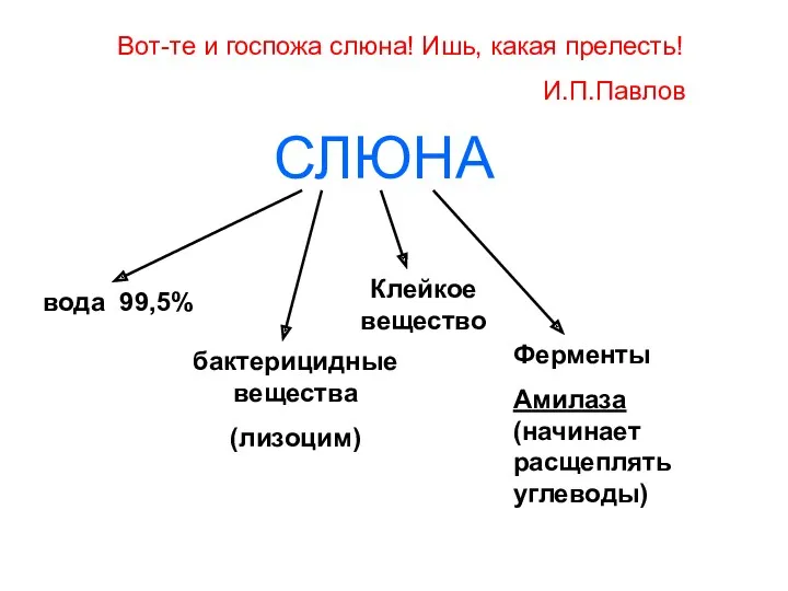 СЛЮНА вода 99,5% бактерицидные вещества (лизоцим) Клейкое вещество Ферменты Амилаза (начинает расщеплять углеводы)