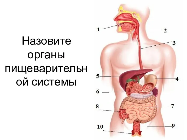 Назовите органы пищеварительной системы