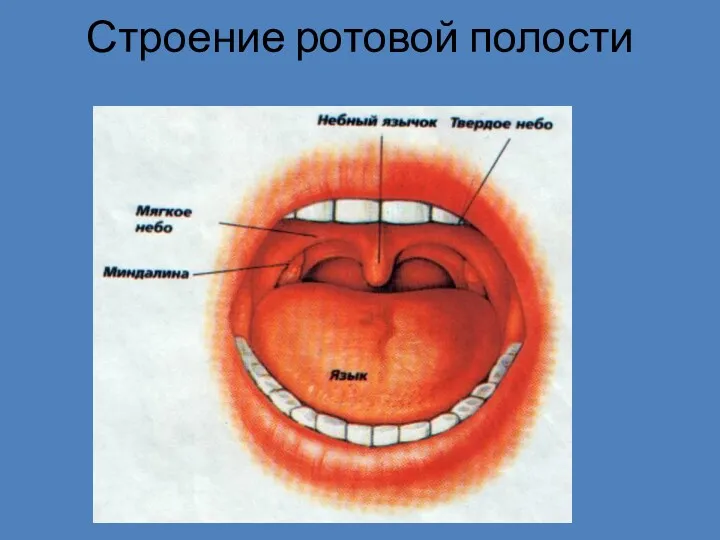 Строение ротовой полости