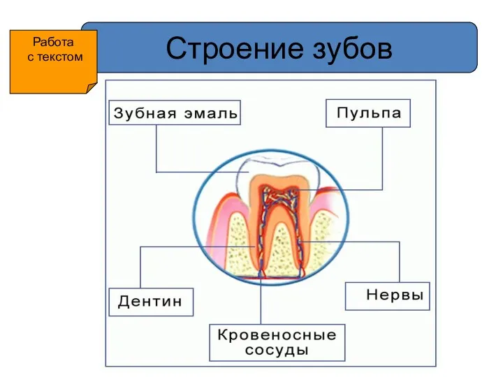 Строение зубов Работа с текстом