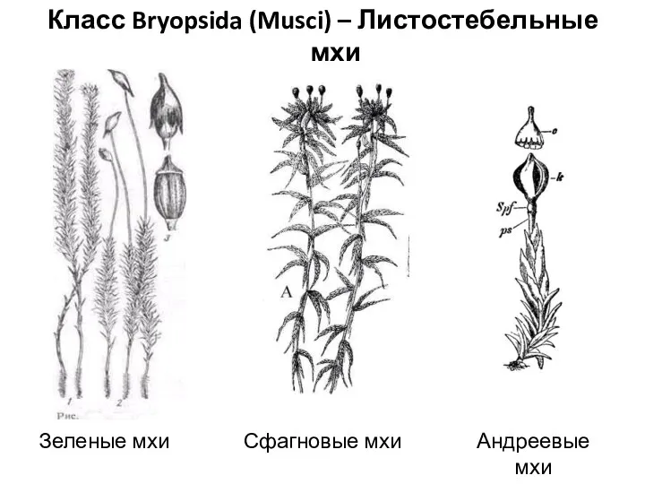 Класс Bryopsida (Musci) – Листостебельные мхи Зеленые мхи Сфагновые мхи Андреевые мхи