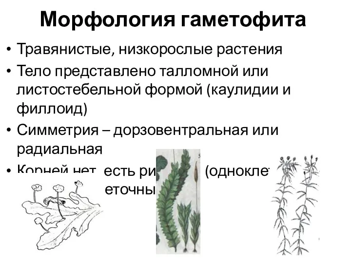 Морфология гаметофита Травянистые, низкорослые растения Тело представлено талломной или листостебельной