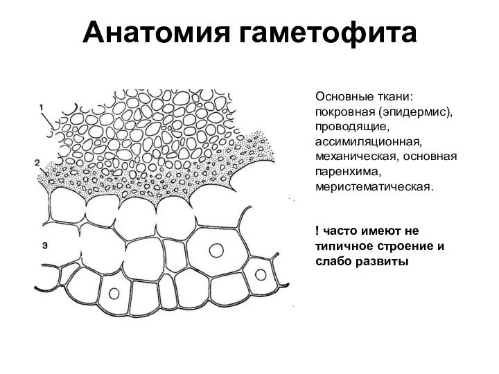 Анатомия гаметофита Основные ткани: покровная (эпидермис), проводящие, ассимиляционная, механическая, основная