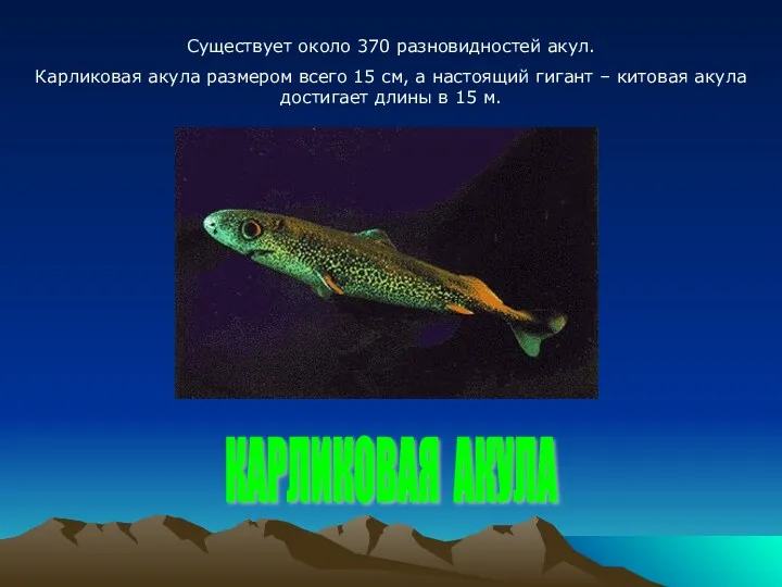 Существует около 370 разновидностей акул. Карликовая акула размером всего 15