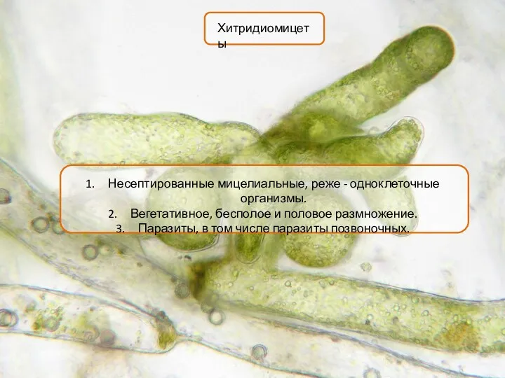 Хитридиомицеты Несептированные мицелиальные, реже - одноклеточные организмы. Вегетативное, бесполое и