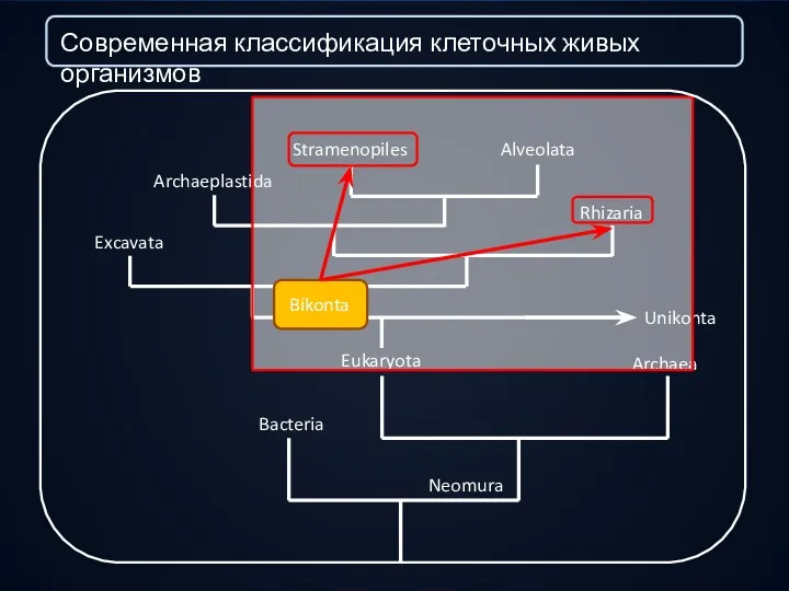 Современная классификация клеточных живых организмов Bacteria Neomura Eukaryota Archaea Unikonta Excavata Rhizaria Archaeplastida Stramenopiles Alveolata Bikonta