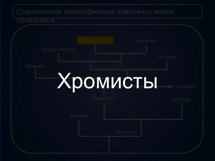 Современная классификация клеточных живых организмов Bacteria Neomura Eukaryota Archaea Unikonta