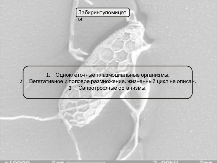 Одноклеточные плазмодиальные организмы. Вегетативное и половое размножение, жизненный цикл не описан. Сапротрофные организмы. Лабиринтуломицеты