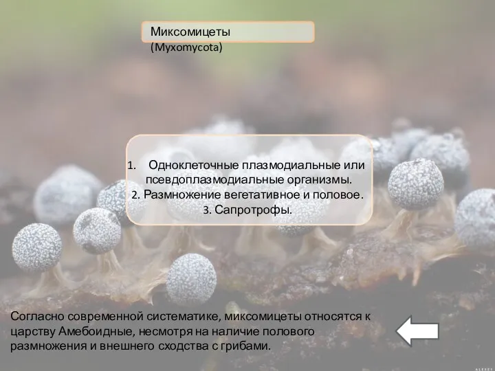 Одноклеточные плазмодиальные или псевдоплазмодиальные организмы. 2. Размножение вегетативное и половое.