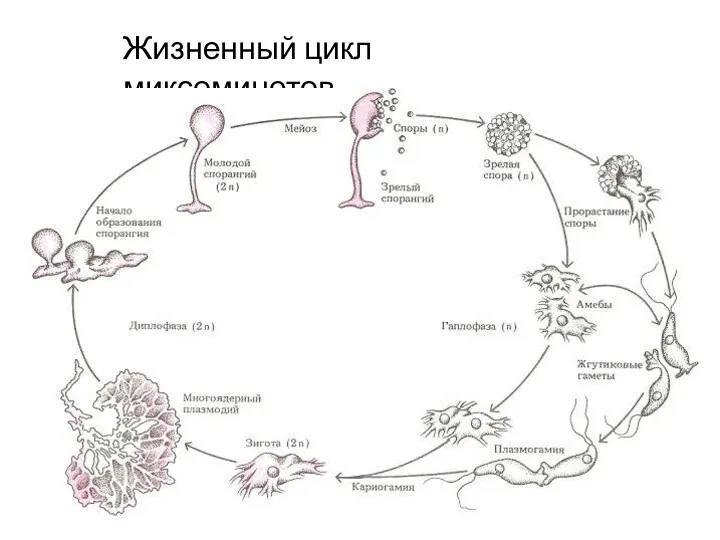 Жизненный цикл миксомицетов.