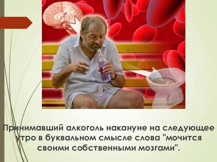 Принимавший алкоголь накануне на следующее утро в буквальном смысле слова "мочится своими собственными мозгами".