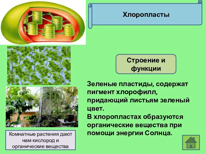 Хлоропласты Строение и функции Комнатные растения дают нам кислород и