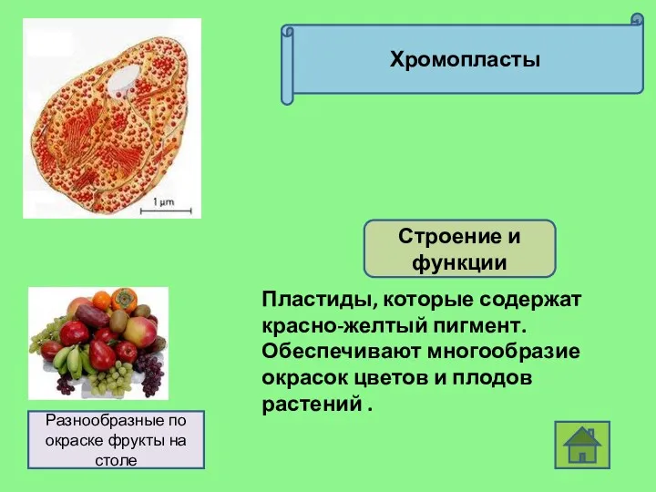 Хромопласты Строение и функции Пластиды, которые содержат красно-желтый пигмент. Обеспечивают