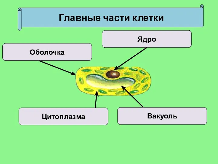 Главные части клетки Оболочка Ядро Цитоплазма Вакуоль