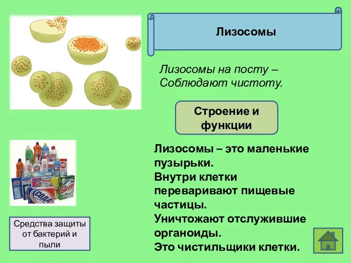 Лизосомы Строение и функции Средства защиты от бактерий и пыли