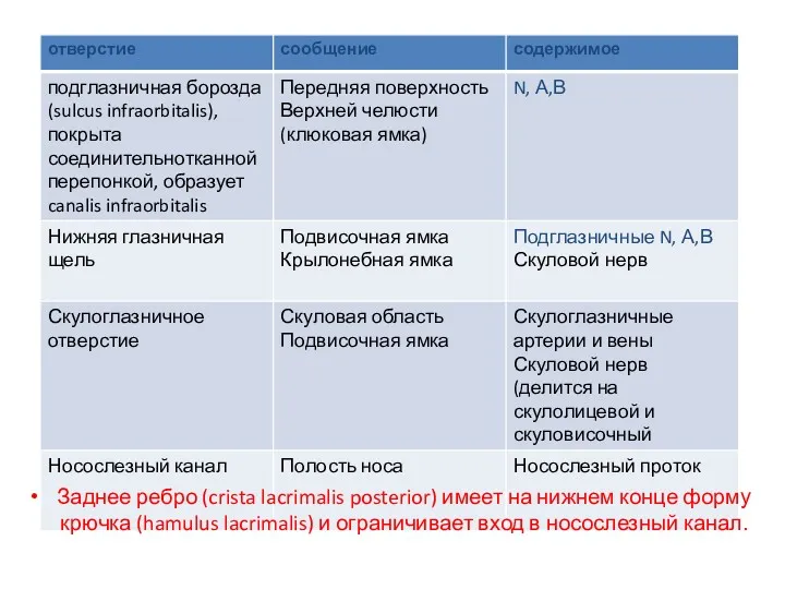 Заднее ребро (crista lacrimalis posterior) имеет на нижнем конце форму крючка (hamulus lacrimalis)