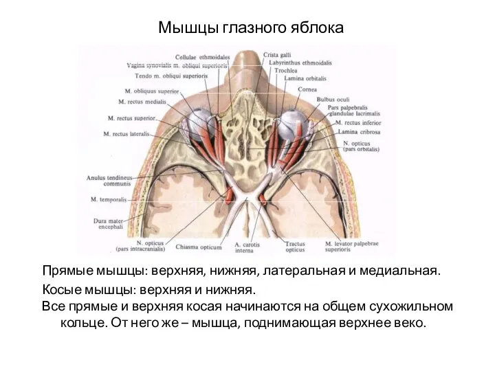 Мышцы глазного яблока Прямые мышцы: верхняя, нижняя, латеральная и медиальная. Косые мышцы: верхняя