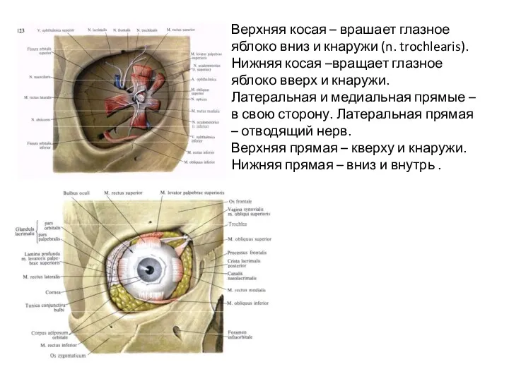 Верхняя косая – врашает глазное яблоко вниз и кнаружи (n.