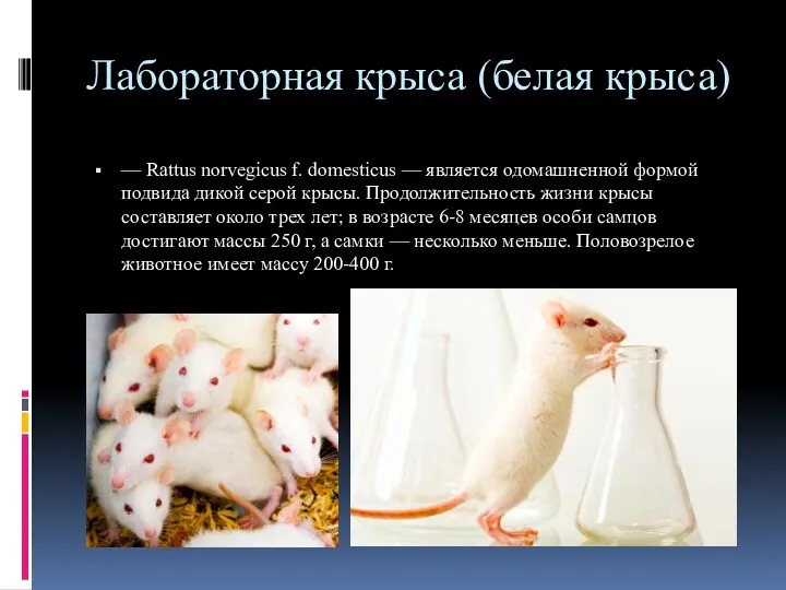 Лабораторная крыса (белая крыса) — Rattus norvegicus f. domesticus —