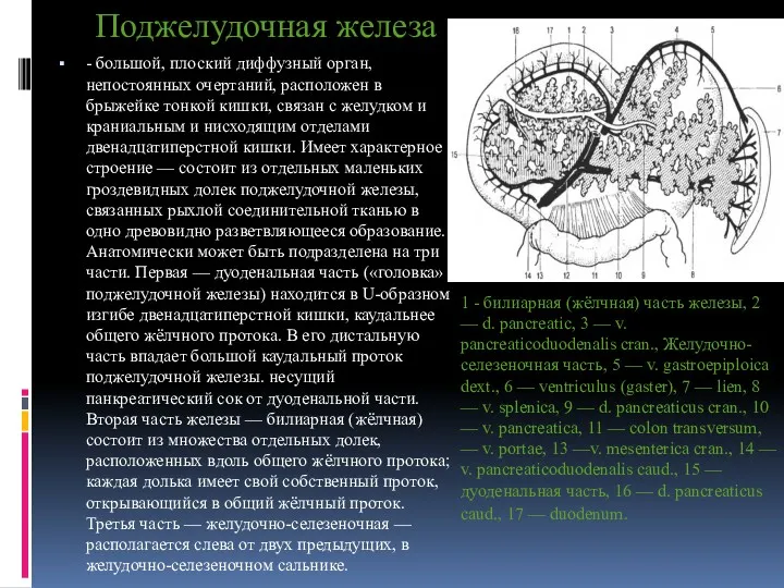 Поджелудочная железа - большой, плоский диффузный орган, непостоянных очертаний, расположен