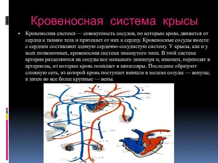 Кровеносная система крысы Кровеносная система — совокупность сосудов, по которым