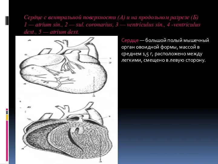Сердце с вентральной поверхности (А) и на продольном разрезе (Б)