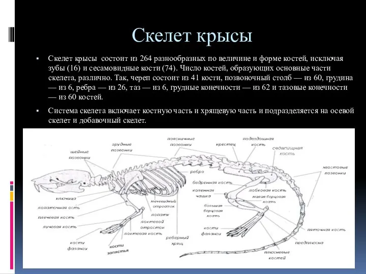 Скелет крысы Скелет крысы состоит из 264 разнообразных по величине