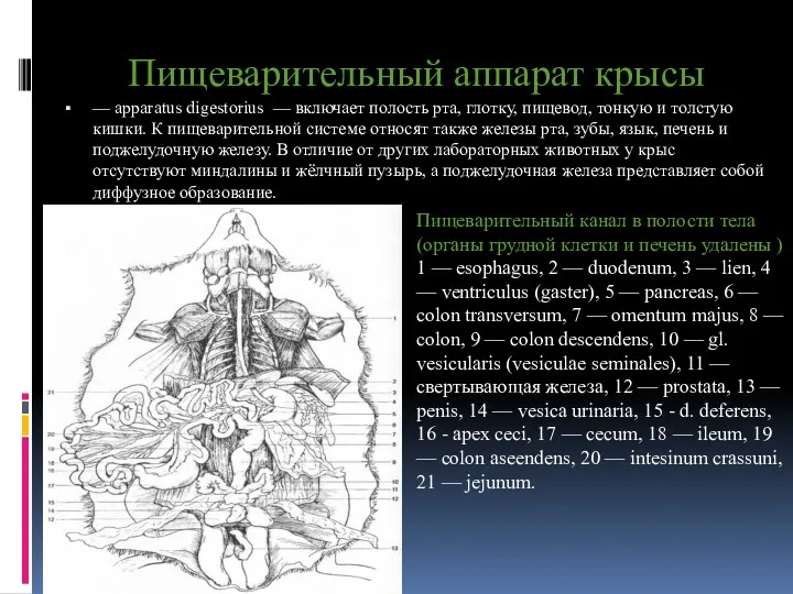 Пищеварительный аппарат крысы — apparatus digestorius — включает полость рта,