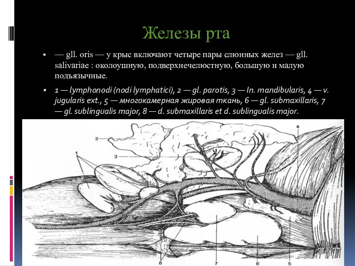 Железы рта — gll. oris — у крыс включают четыре