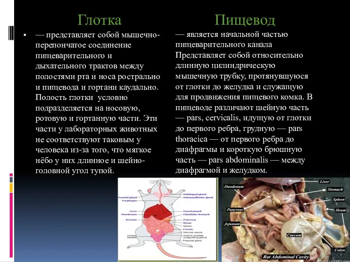 Глотка — представляет собой мышечно-перепончатое соединение пищеварительного и дыхательного трактов