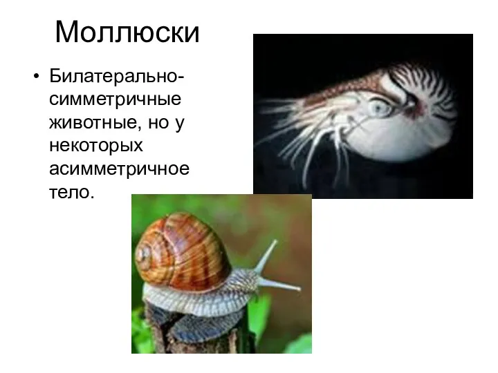 Моллюски Билатерально-симметричные животные, но у некоторых асимметричное тело.