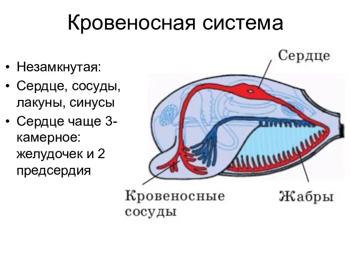 Кровеносная система Незамкнутая: Сердце, сосуды, лакуны, синусы Сердце чаще 3-камерное: желудочек и 2 предсердия