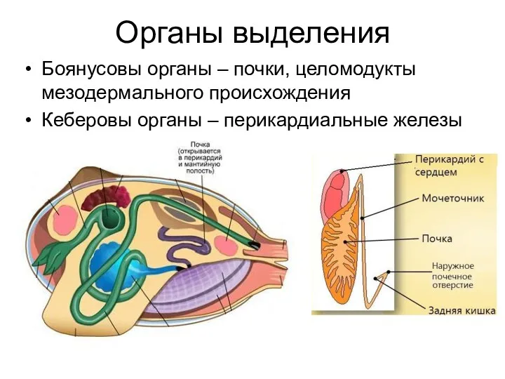 Органы выделения Боянусовы органы – почки, целомодукты мезодермального происхождения Кеберовы органы – перикардиальные железы