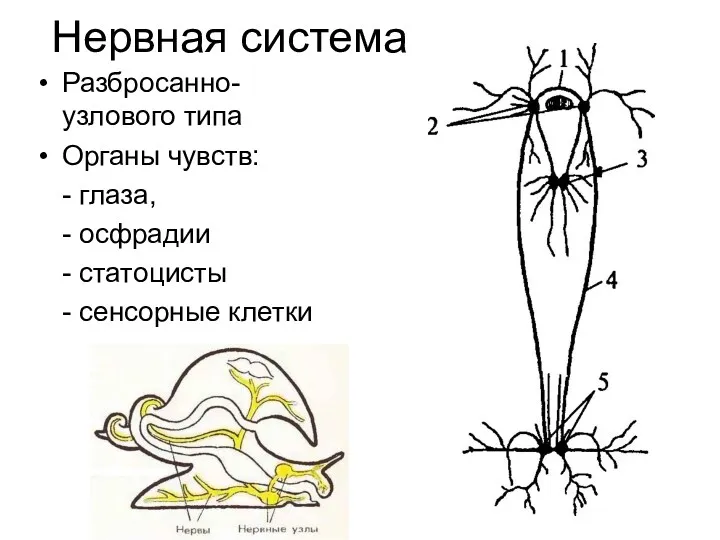 Нервная система Разбросанно-узлового типа Органы чувств: - глаза, - осфрадии - статоцисты - сенсорные клетки