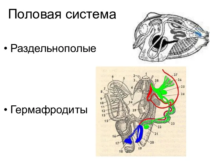 Половая система Раздельнополые Гермафродиты