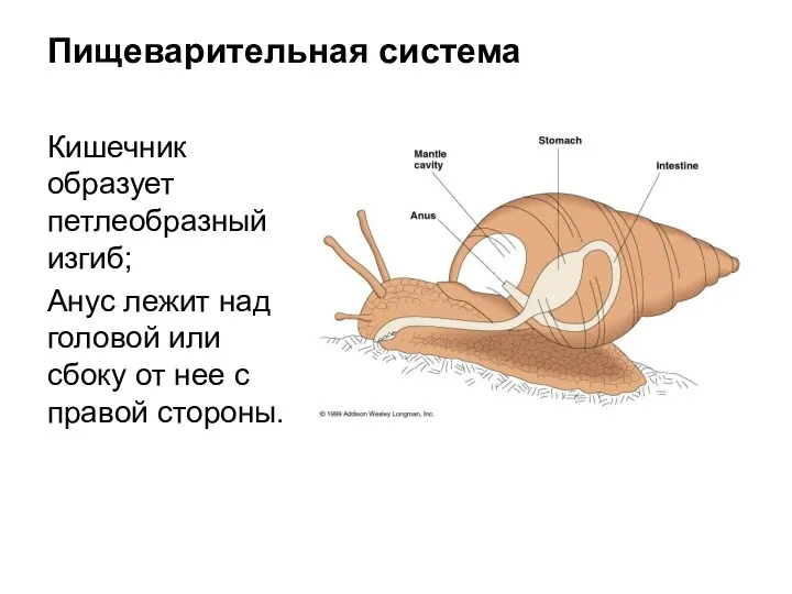 Пищеварительная система Кишечник образует петлеобразный изгиб; Анус лежит над головой