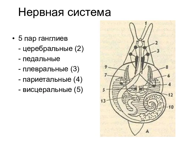 Нервная система 5 пар ганглиев - церебральные (2) - педальные
