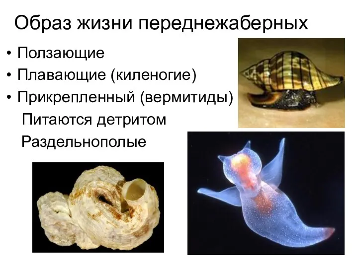 Образ жизни переднежаберных Ползающие Плавающие (киленогие) Прикрепленный (вермитиды) Питаются детритом Раздельнополые